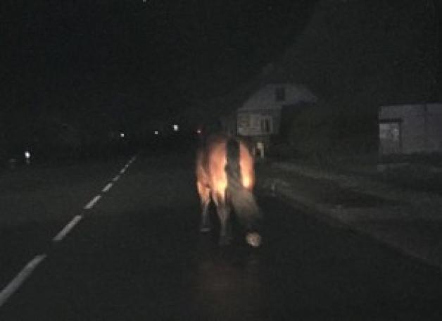  Koń bez prawidłowego oświetlenia na drodze